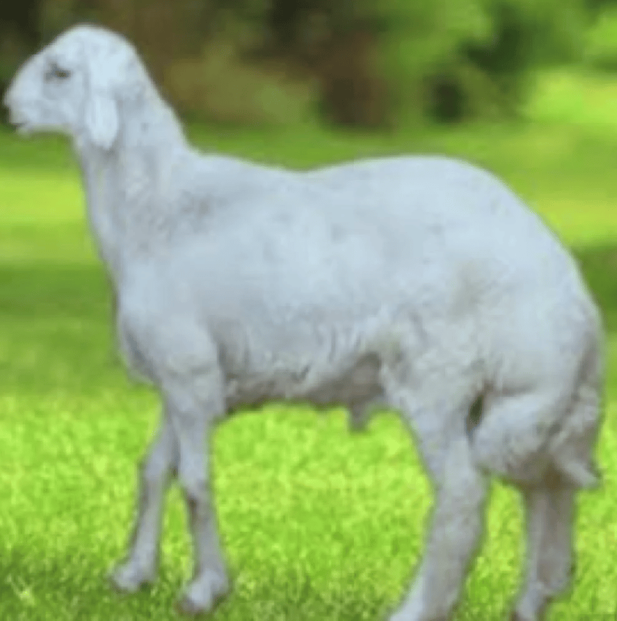 خروف حري اضحية وسط