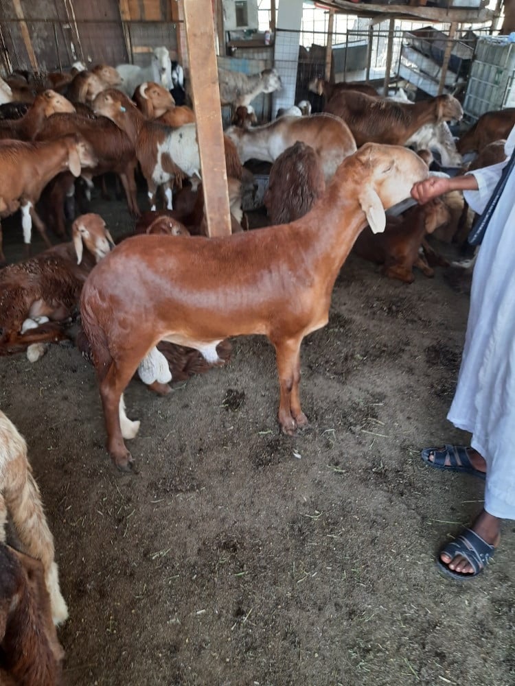 خروف سواكني جذع طازج مرابي، الوزن: 25 كيلو وفوق