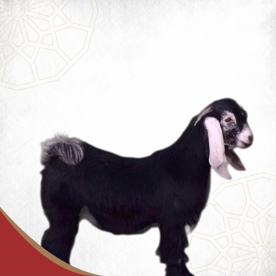 تيس لباني