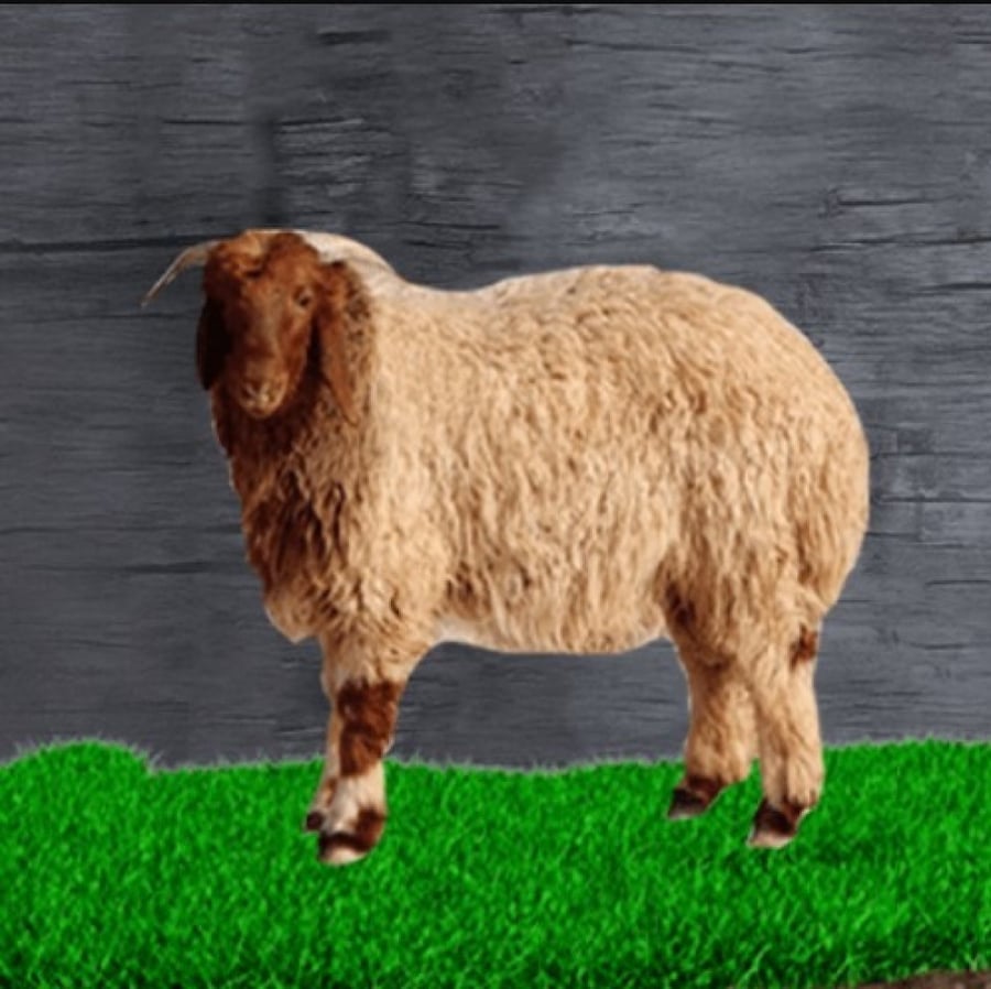 خروف نعيمي هرفي صغير (بلدي)