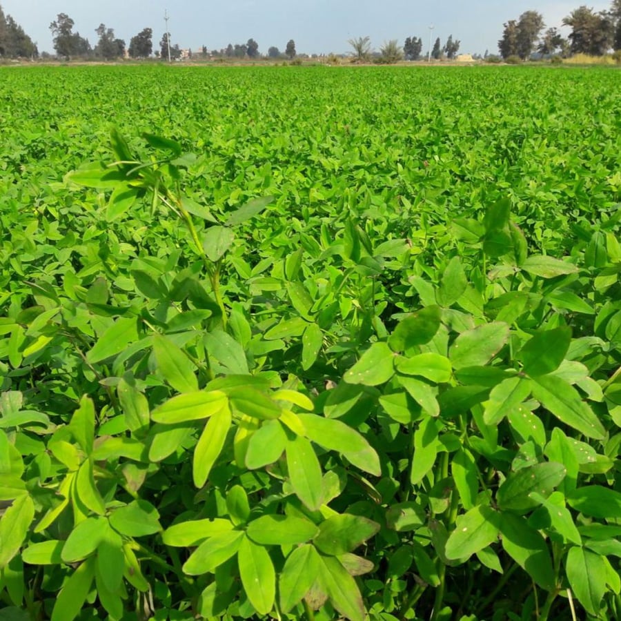 بذور برسيم Alfalfa Forage
