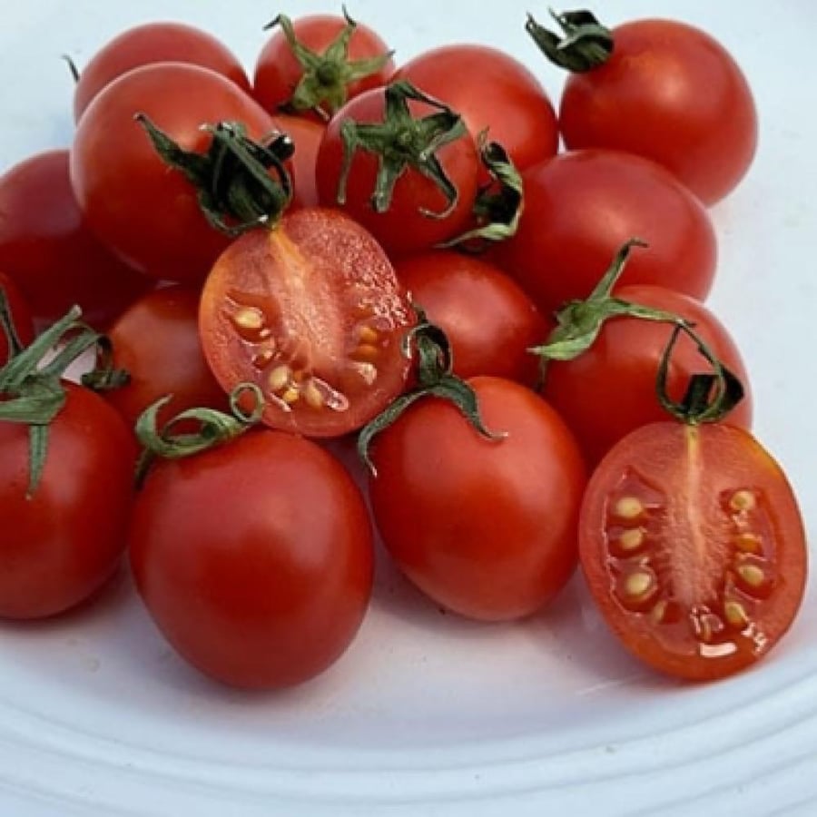 بذور طماطم برينس بورغيز الإيطالية