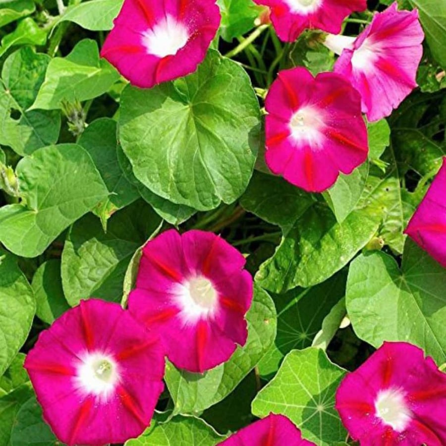 بذور زهرة مجد الصباح الوردية