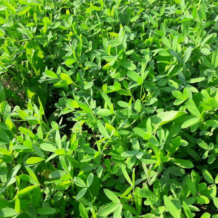 بذور برسيم Alfalfa Forage