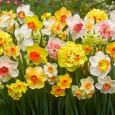 أبصال نرجس مختلط الألوان – Narcissus Mixed – 5 أبصال