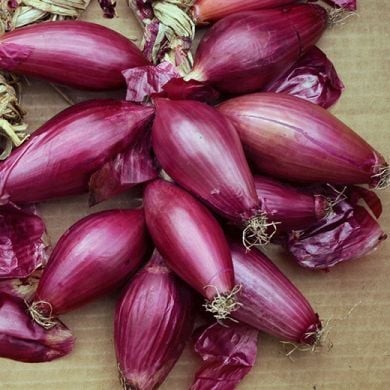 بذور بصل الطوربيد الأحمر الإيطالي