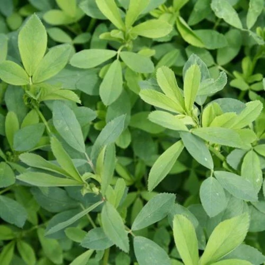 بذور برسيم Alfalfa Forage