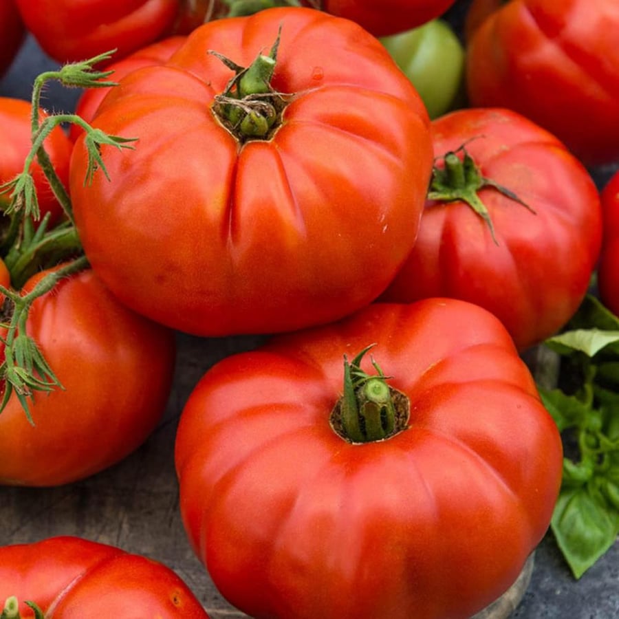 بذور طماطم Costoluto Fiorentino – بيف ستيك إيطالية