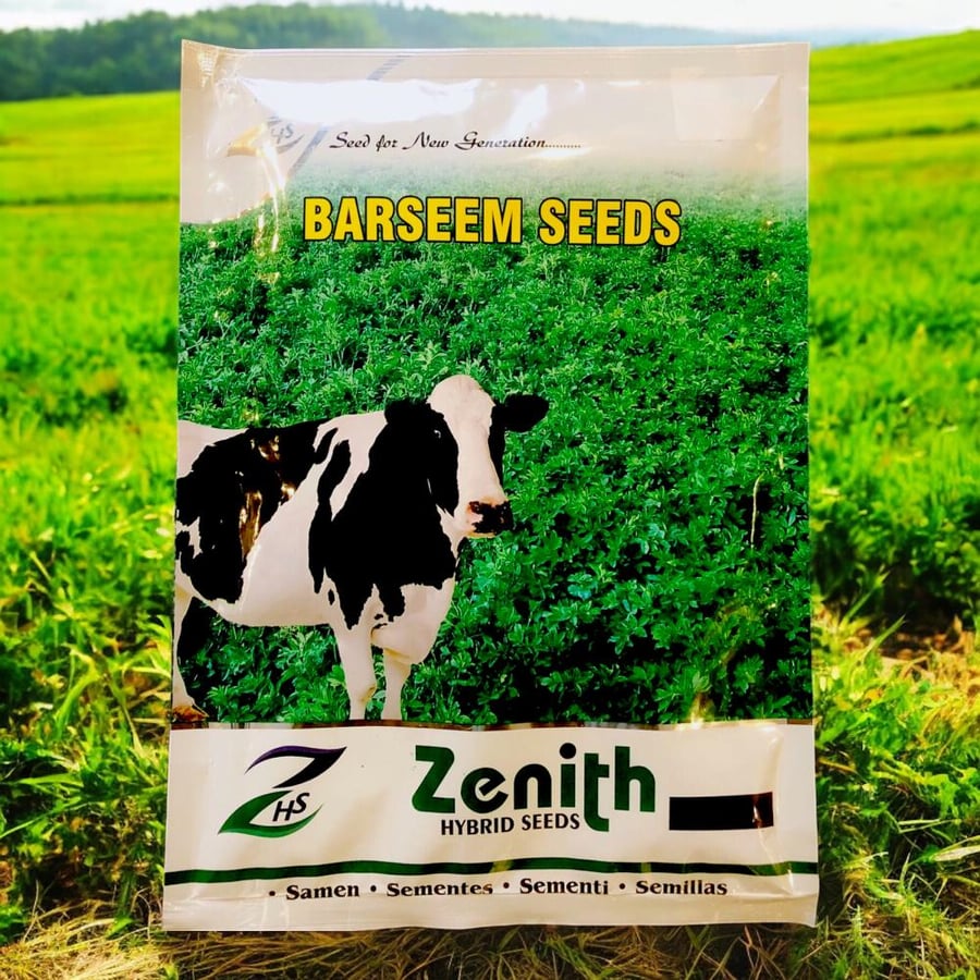 بذور برسيم Alfalfa Forage