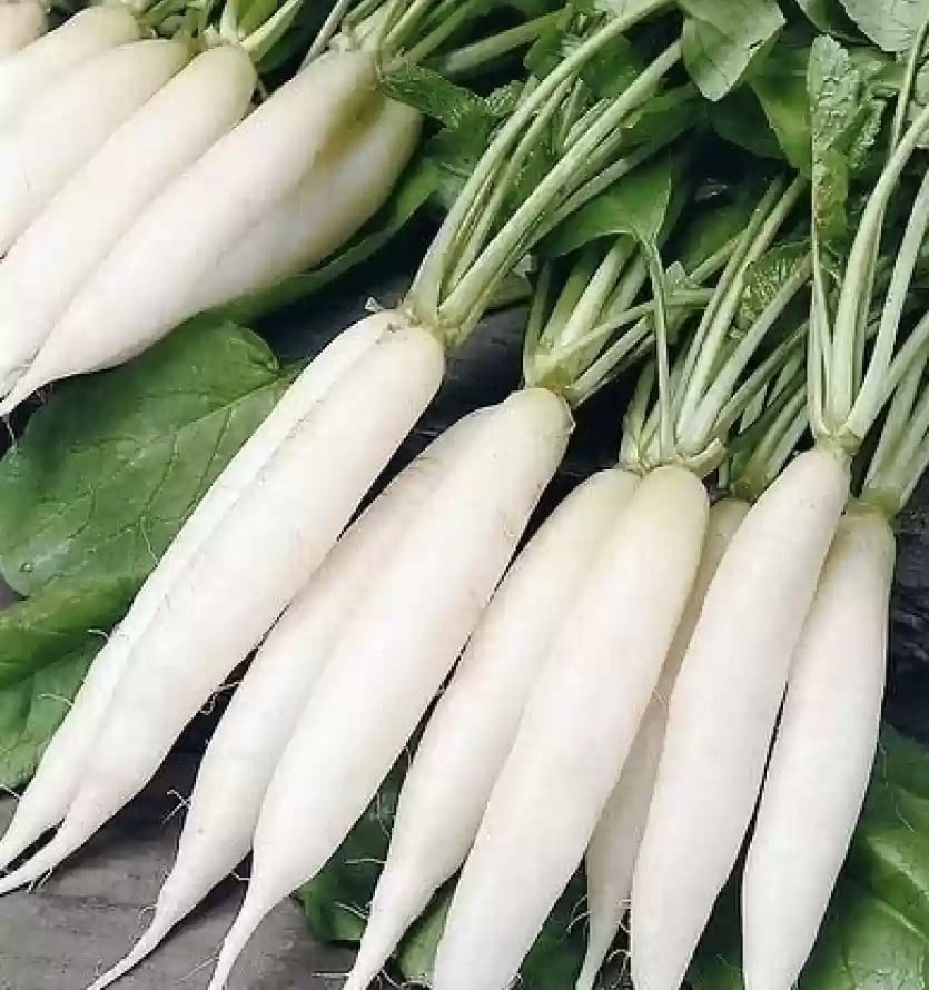 بذور فجل أبيض طويل راڤانيلو