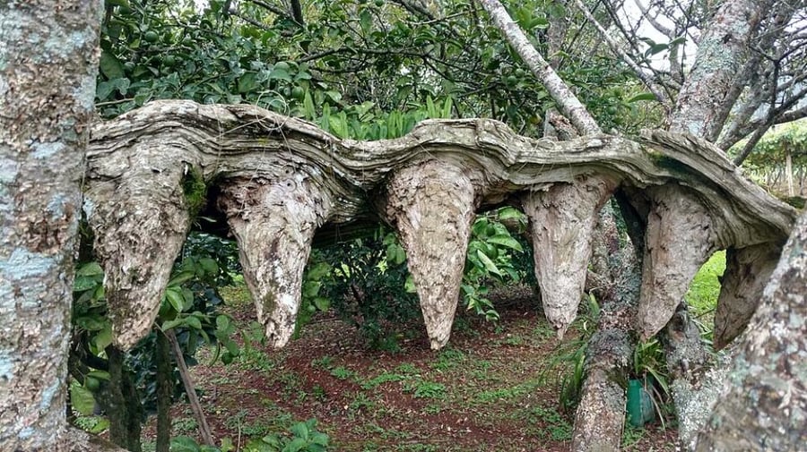 سبحه خشب