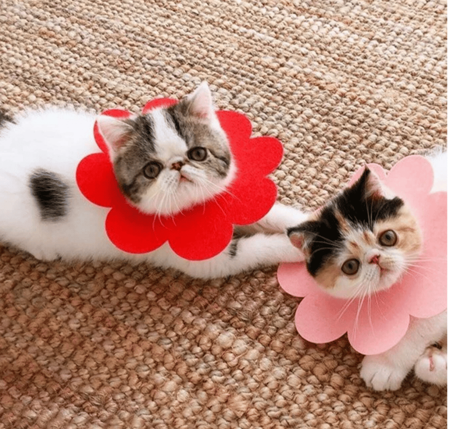Pet Recovery Collar For Dogs & Cats -طوق لما بعد العمليات على شكل زهرة مع حافة ناعمة