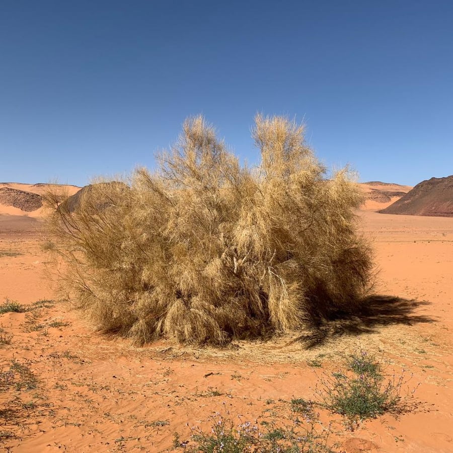 بذور الغضى  50 بذرة