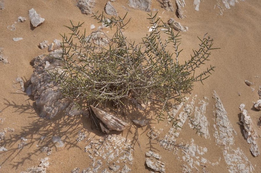 بذور رمث