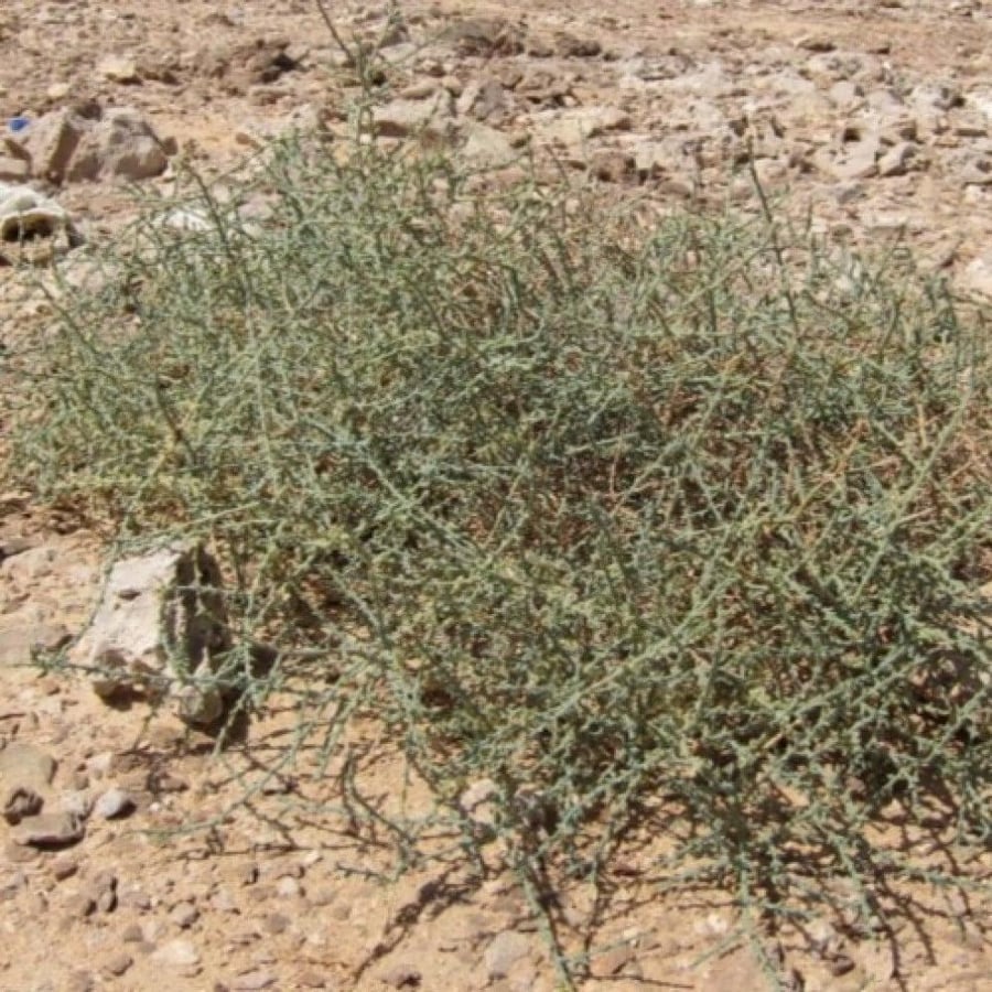 بذور عشبة الطحيان أو الحديدة  50 بذرة