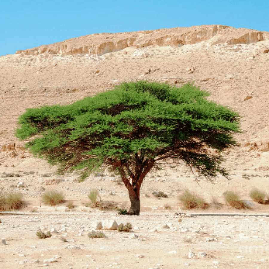 بذور الطلح النجدي Acacia gerrardii