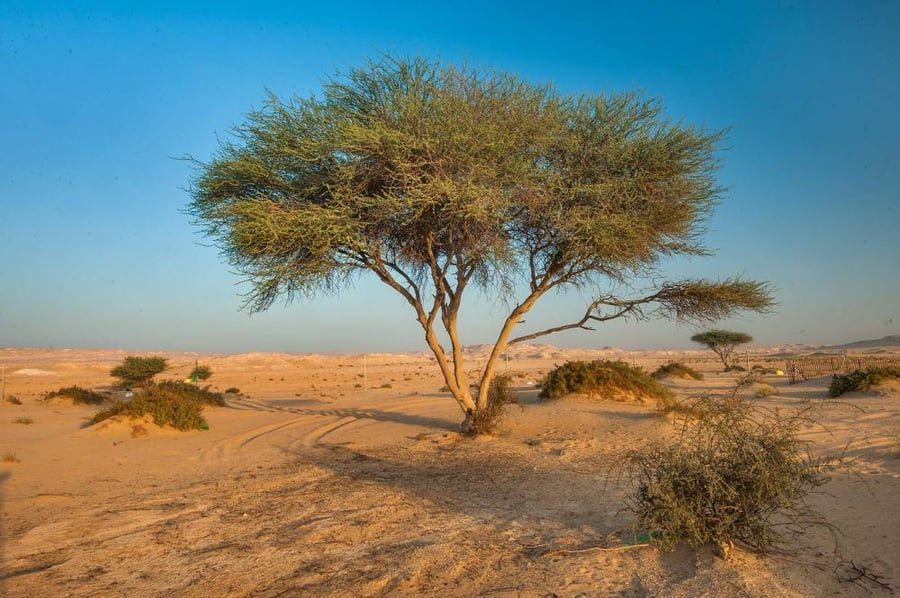 شجرة السمر
