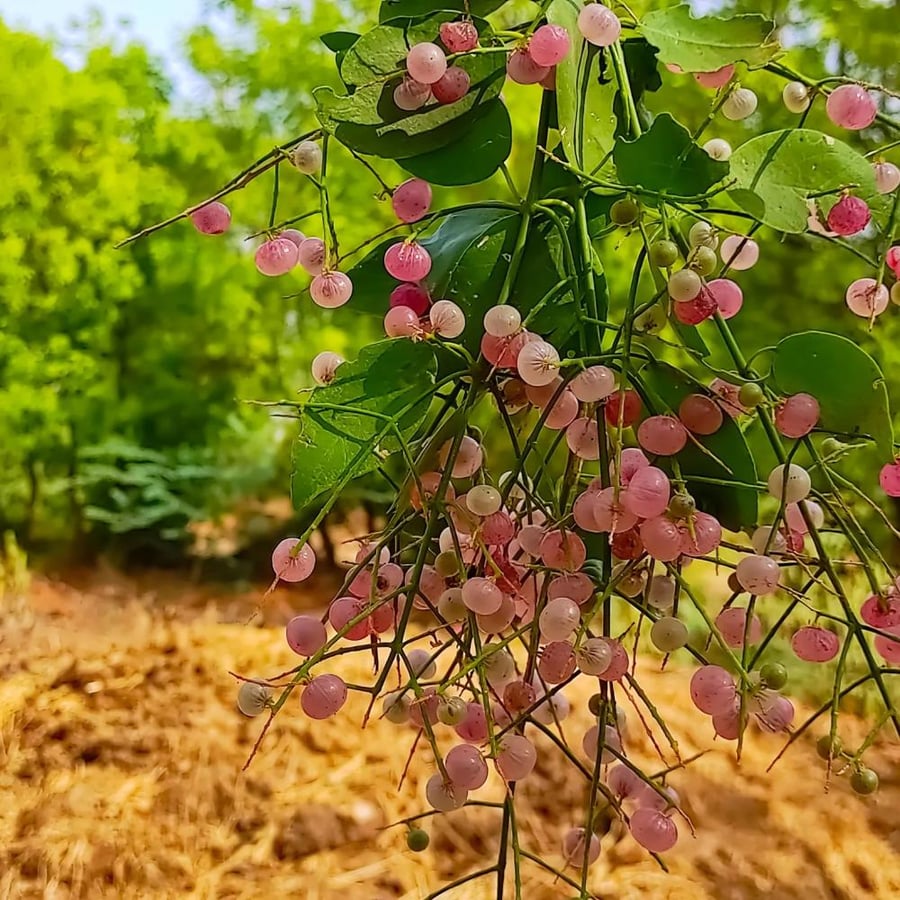 بذور اراك  - سواك