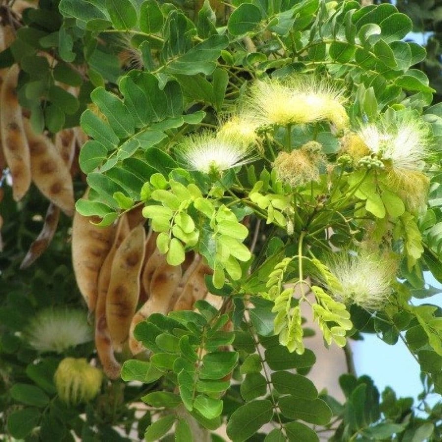 بذور لبخ
