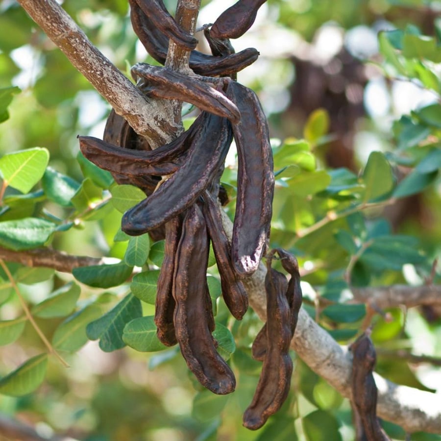 بذور الخروب  50 بذرة