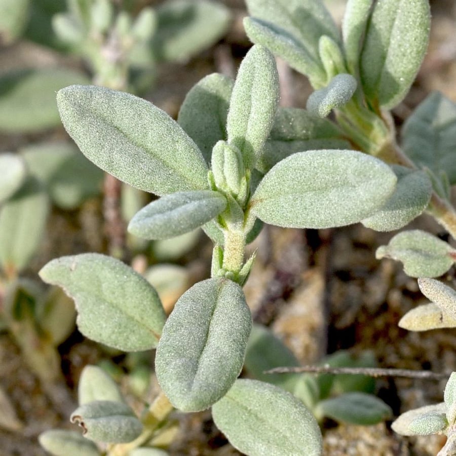 بذور الإرقة أو الجريد المصاحب للفقع -Helianthemum