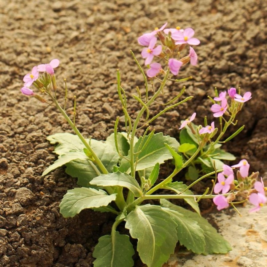بذور اليهق  50 بذرة