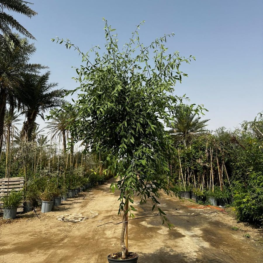بذور الاراك 50 بذرة
