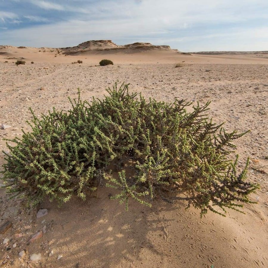بذور الحاذ  50 بذرة
