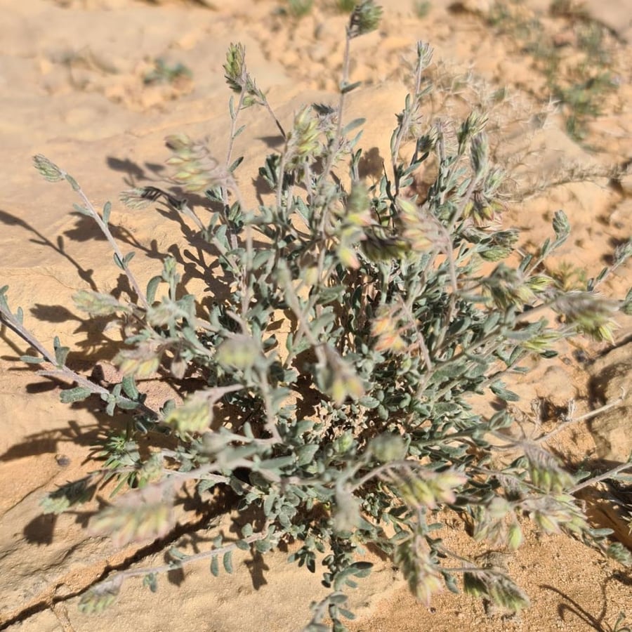 بذور الرقروق  50 بذرة