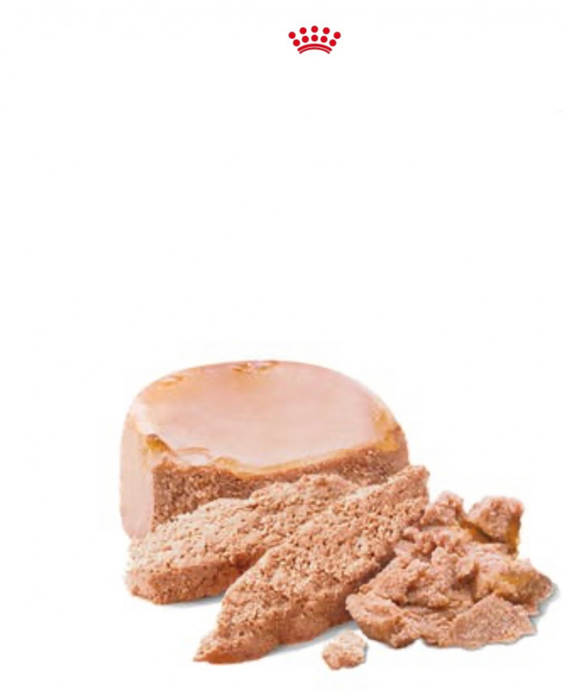 طعام رطب للأم والصغار