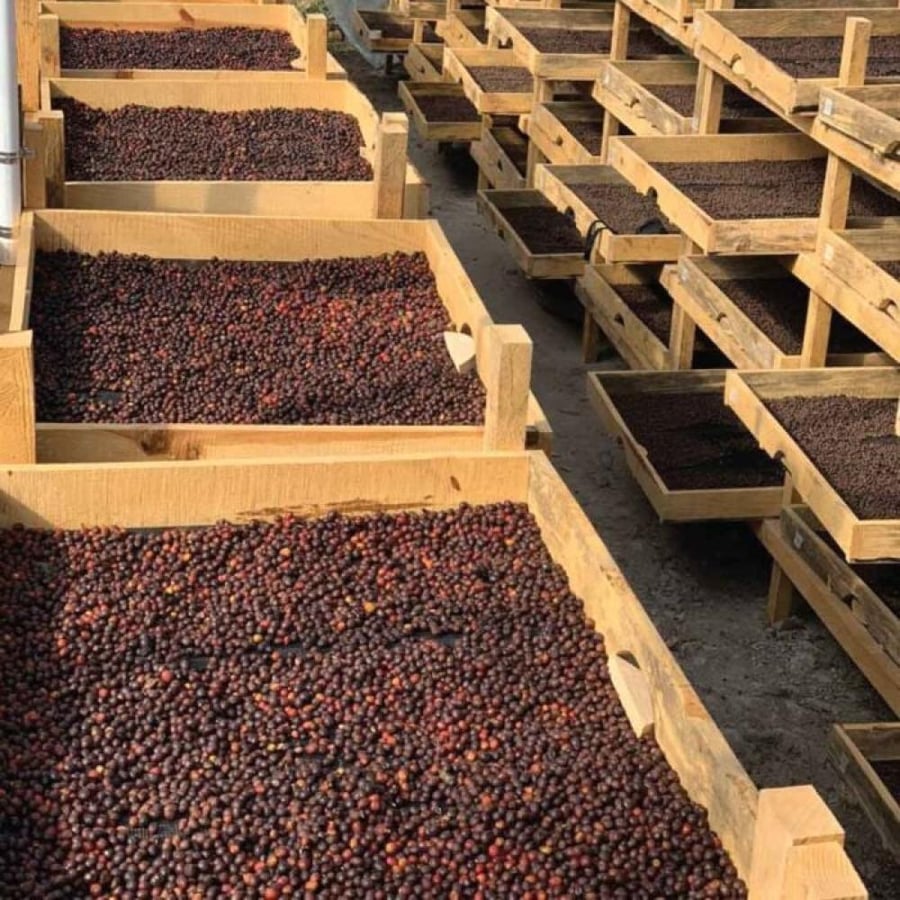 غواتيمالا بوينا فيستا 227جم