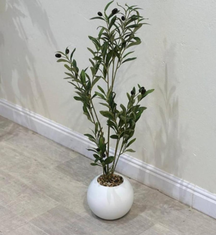 Small white olive tree container