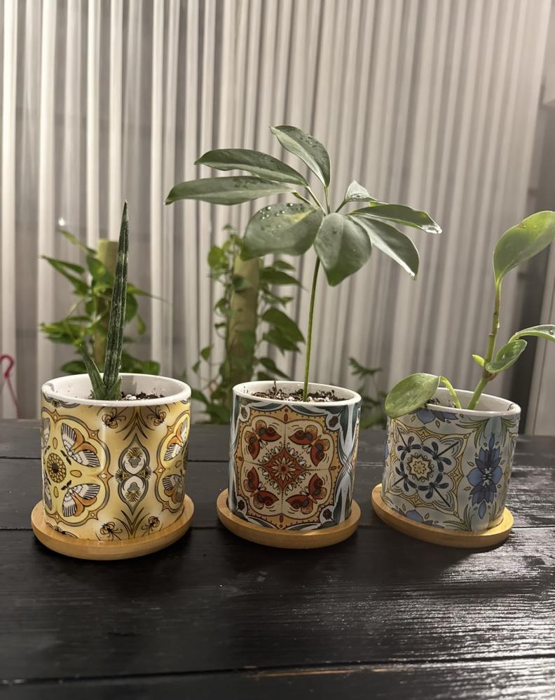 ثلاث نباتات طبيعيه