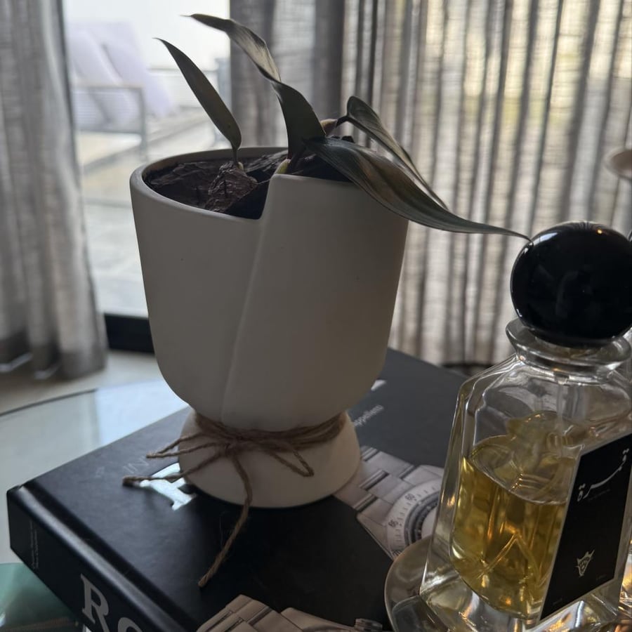 philodendron فديدوندون