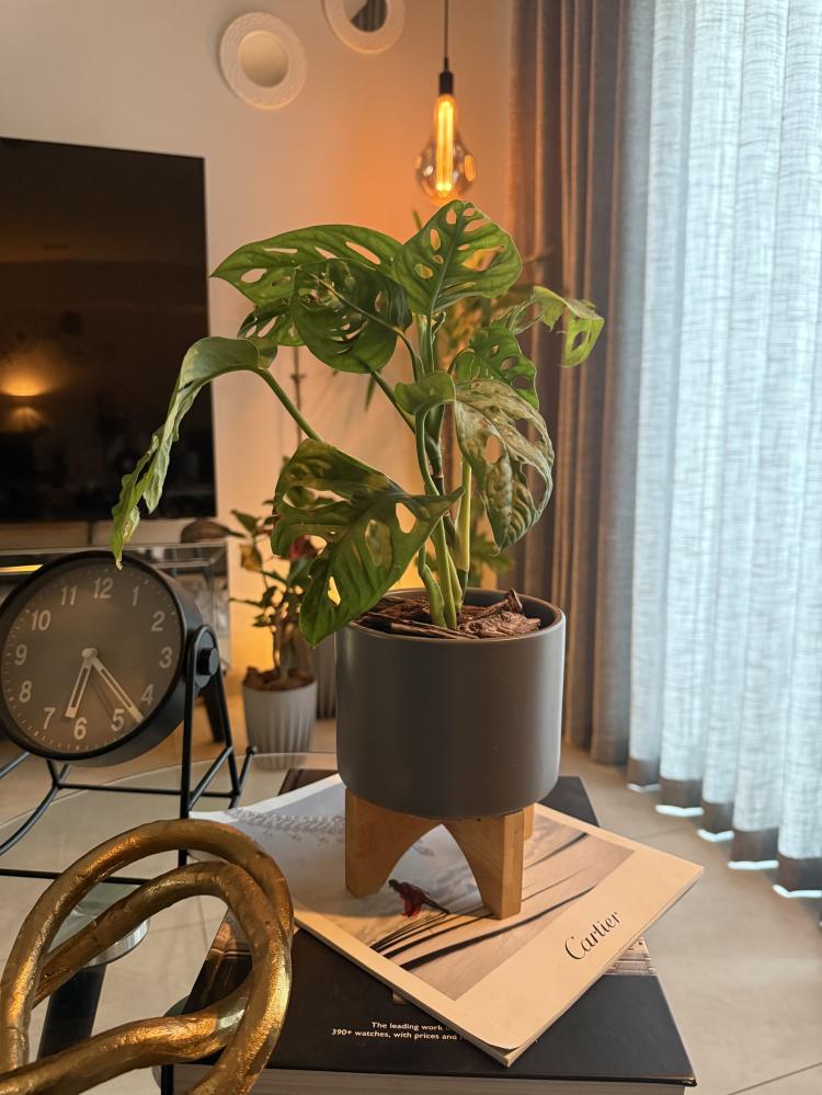 مونستيرا أدامسونيا (Monstera adansonii)