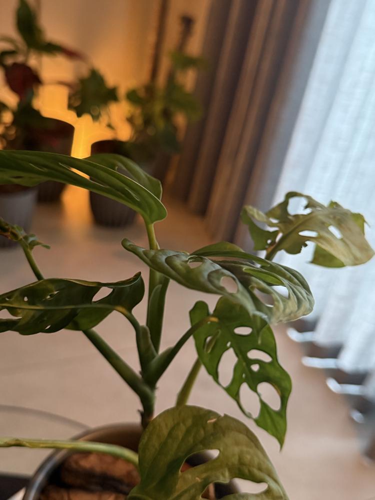 مونستيرا أدامسونيا (Monstera adansonii)