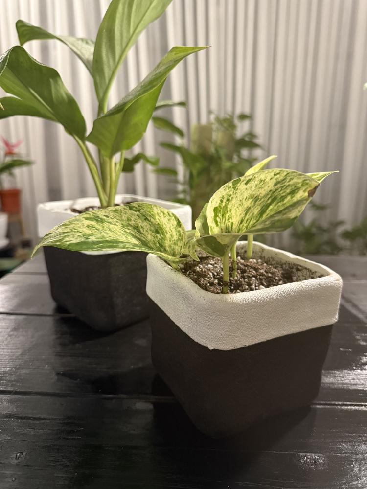 اجلونيما Aglaonema + نبتة البوتس المبرقش
