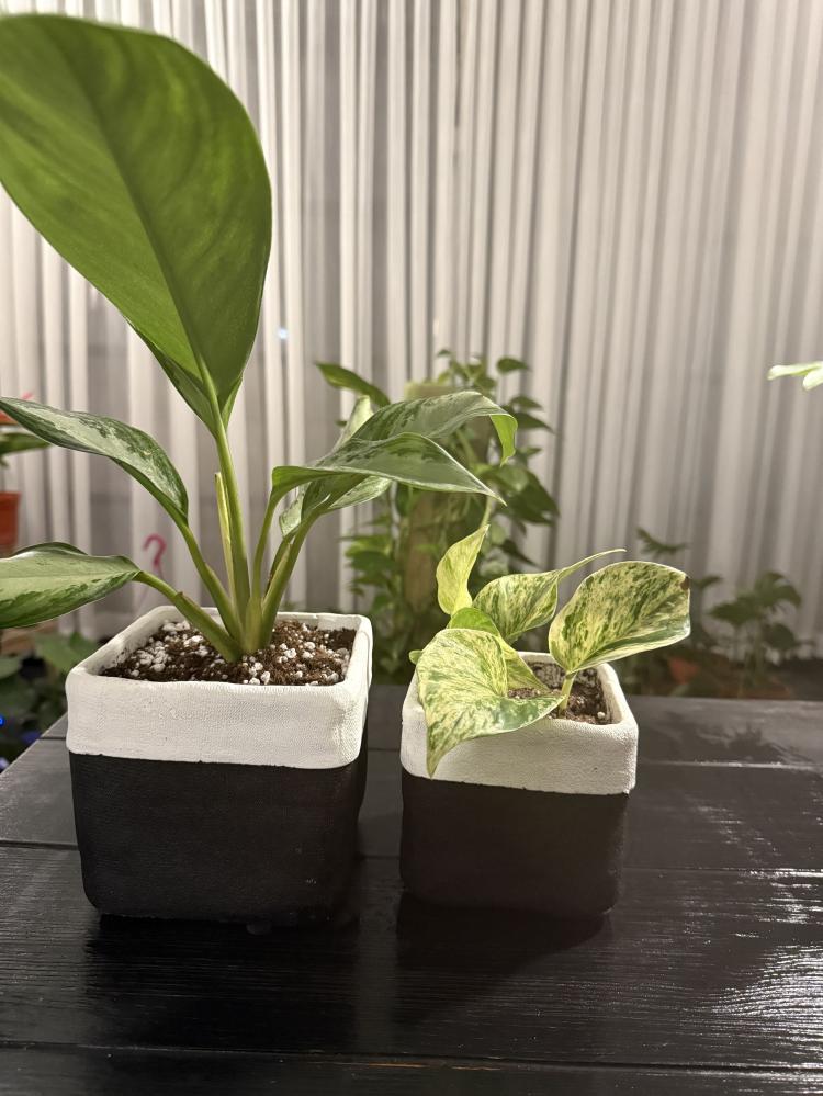 اجلونيما Aglaonema + نبتة البوتس المبرقش