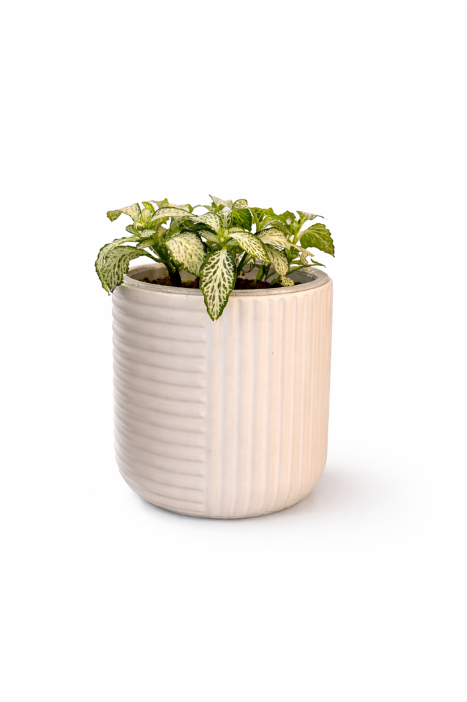 فيتونيا (Fittonia) اناء ابيض هندسي