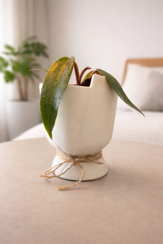نبات philodendron