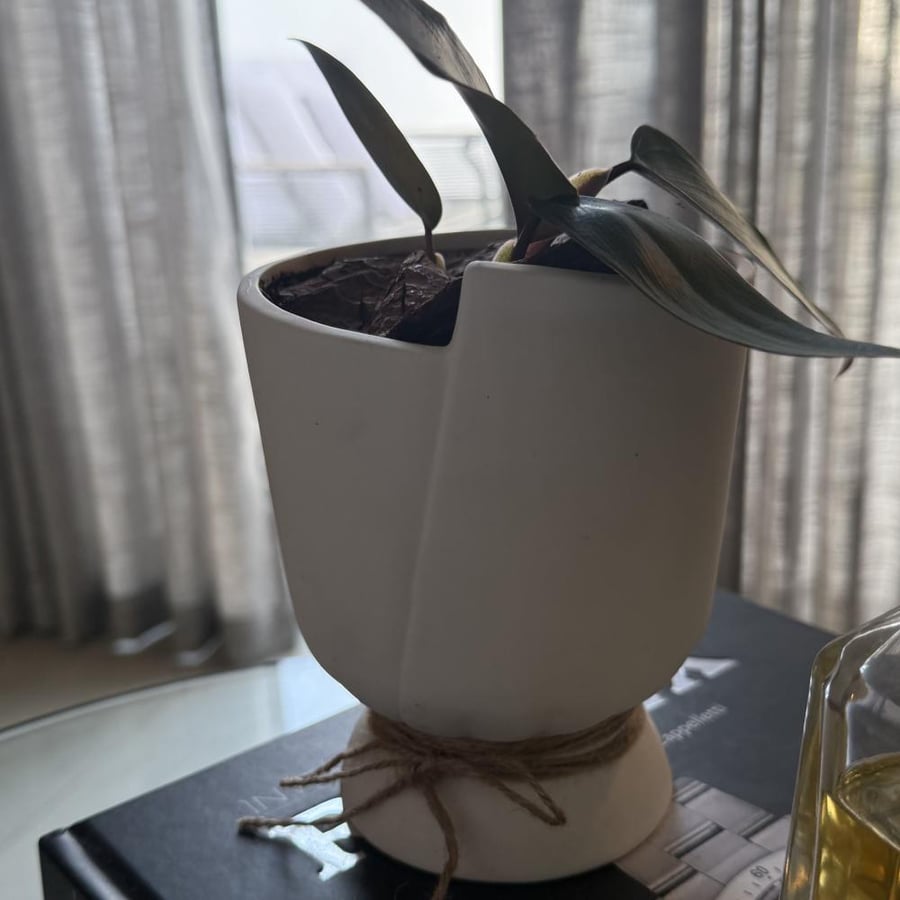 philodendron فديدوندون