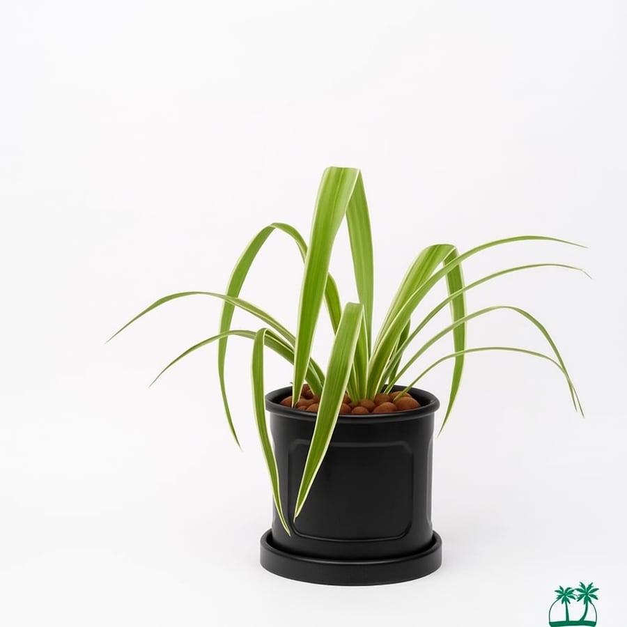 نبات العنكبوت وعاء سيراميك اسود