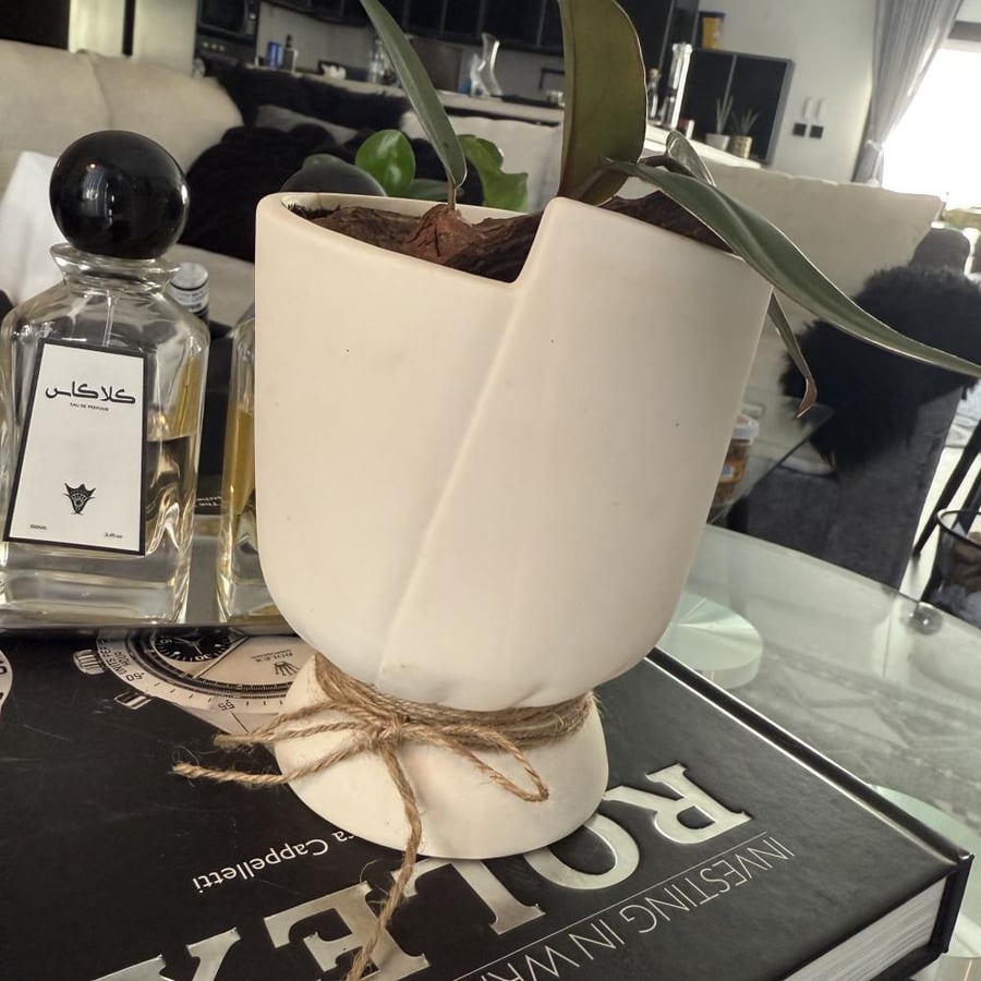 philodendron فديدوندون