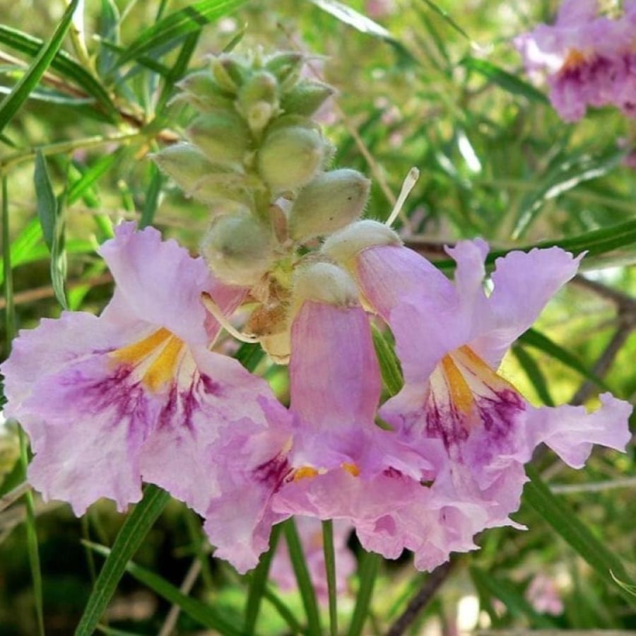 بذور شجيرة صفصاف الصحراء ( Chilopsis linearis )