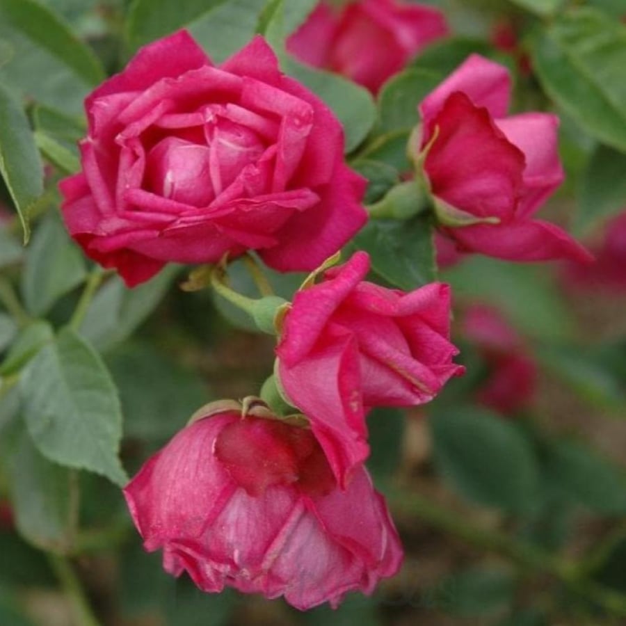 بذور الورد الصيني ( Rosa chinensis )