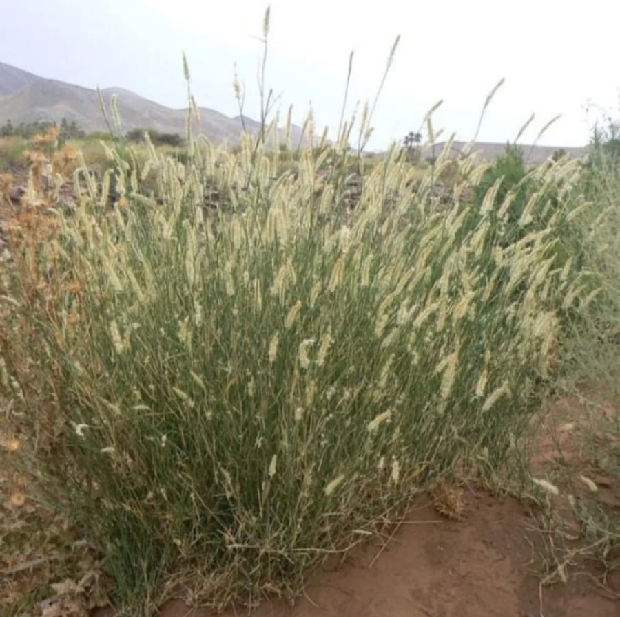 بذور عشبة الثيموم ( Pennisetum divisum )
