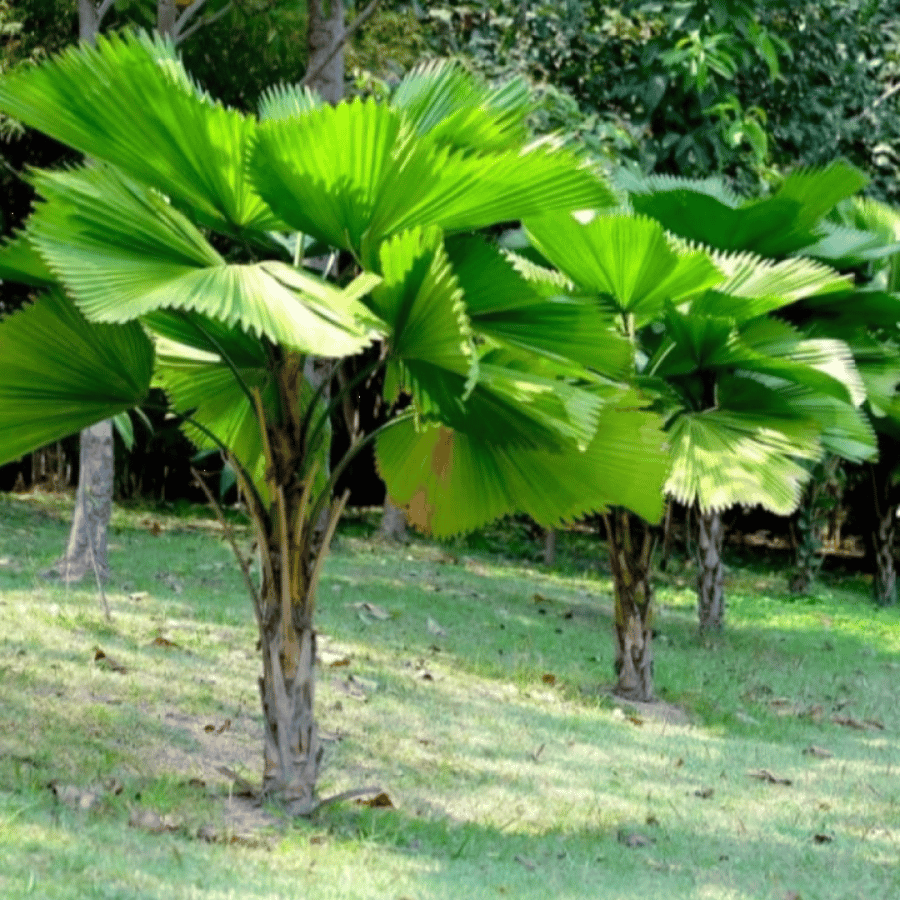 بذور نخيل ليكوالا ( Licuala grandis )
