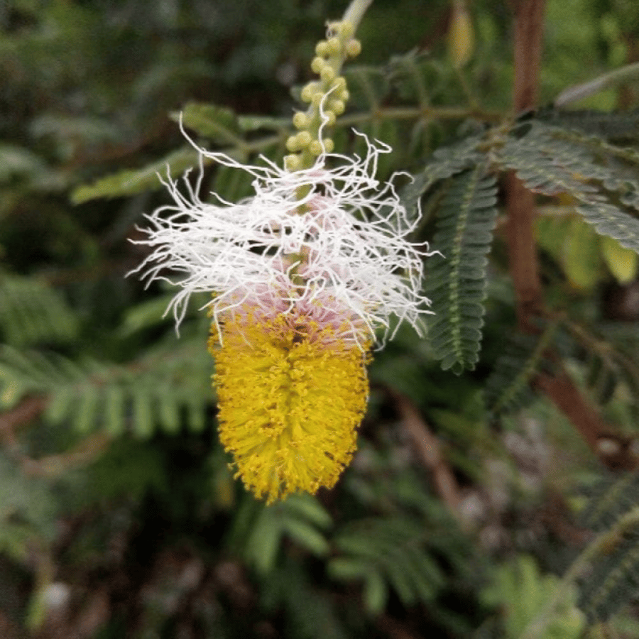 بذور شجرة الحوجم ( Dichrostachys cinerea )