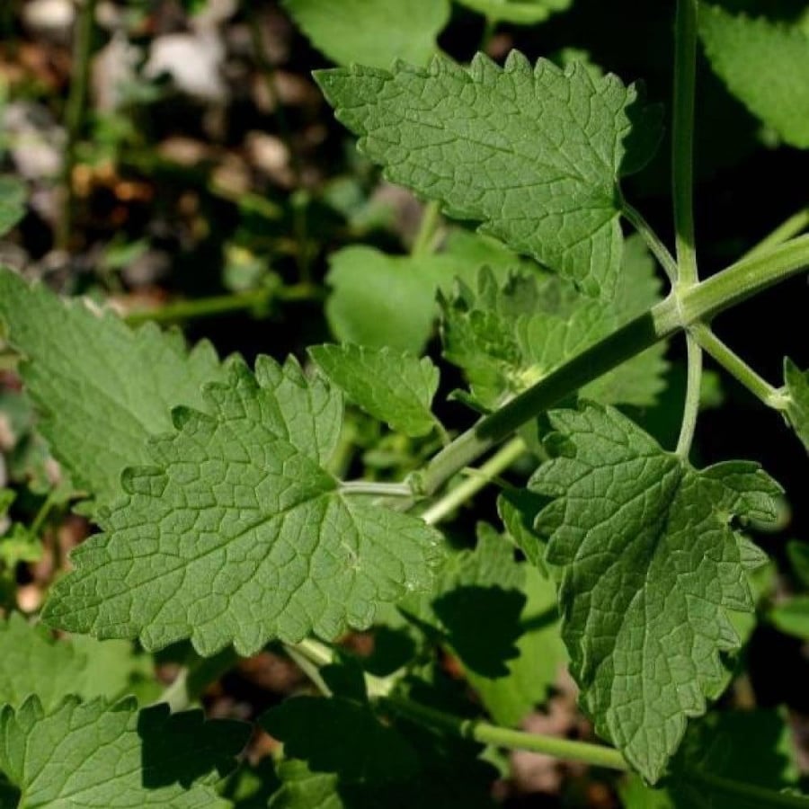 Wild mint seeds - Cat mint