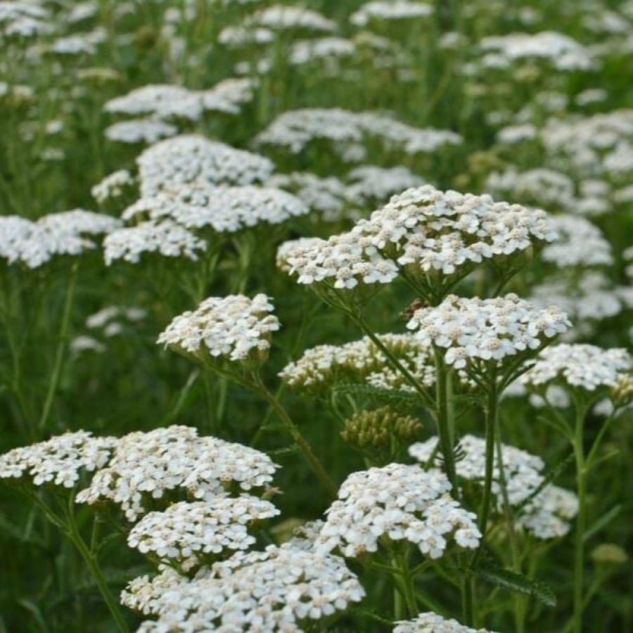 بذور الأخيلية العطرية البيضاء ( Achillea millefolium )